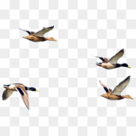 #ftestickers #flying #ducks # Birds - Birds On Sky, HD Png Download - ducks flying png