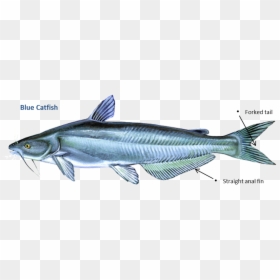 Catfish Blue, HD Png Download - one fish two fish png