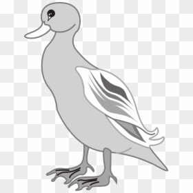 Grey Duck Clipart, HD Png Download - ducks flying png