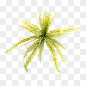 Transparent Hydrangea Bush Png - Grass, Png Download - hydrangea bush png