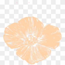 California Golden Poppy Drawing, HD Png Download - california poppy png