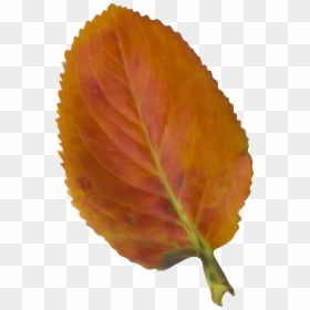 Beautiful Picture Leaf Color Nissan Autumn 2018 Clipart - Nissan, HD Png Download - nissan leaf png