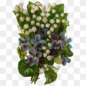Delicate Lily Of The Valley, Bank Xavier Berry, Gt - Lily Of The Valley, HD Png Download - lily of the valley png