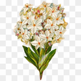 Antique Images Free Flower - Illustration Vintage Botanical Art, HD Png Download - hydrangea bush png
