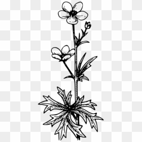 Black And White Flowers Transparent Tattoo, HD Png Download - buttercup flower png