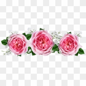 Persian-buttercup - Arranjo De Flores Rosa Png, Transparent Png - buttercup flower png