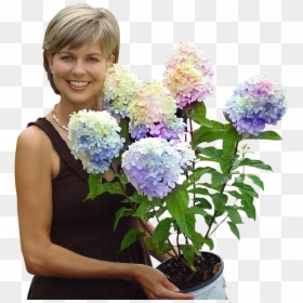 Pam Fast Growing Trees, HD Png Download - hydrangea bush png