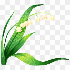 Lily Of The Valley Vector Clipart , Png Download - Lírio Dos Vales Png, Transparent Png - lily of the valley png