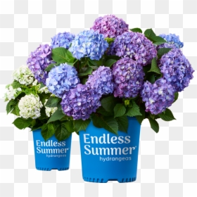 Small Endless Summer Hydrangea, HD Png Download - hydrangea bush png