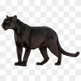 Leopard Wildcat Black Panther Felidae - Transparent Background Black Panther Animal Png, Png Download - black panther necklace png