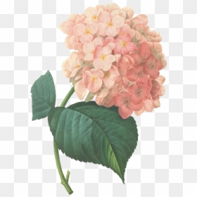 Buttercups Floral Design Provides Flowers And Decor - Pink Hydrangea Watercolour, HD Png Download - buttercup flower png