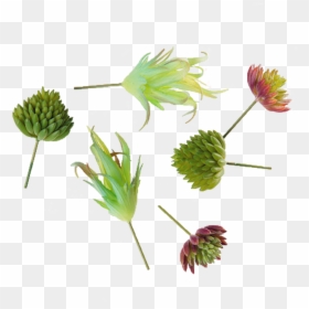 Transparent Succulents Png - Tall Field Buttercup, Png Download - buttercup flower png
