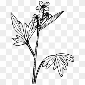 Wood Buttercup - Illustration, HD Png Download - buttercup flower png