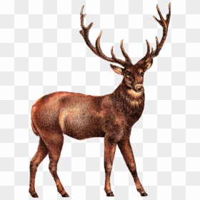 Portable Network Graphics, HD Png Download - reindeer head png