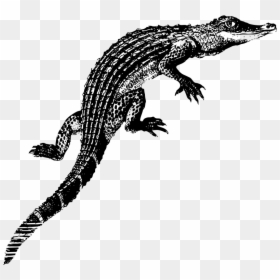 Alligator Baby Kids T-shirt - Alligators, HD Png Download - baby alligator png