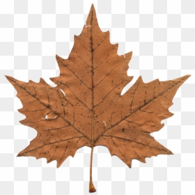 Maple Leaf Transparent, HD Png Download - maple leaf png