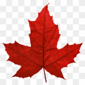 Maple Leaf Transparent Background, HD Png Download - maple leaf png
