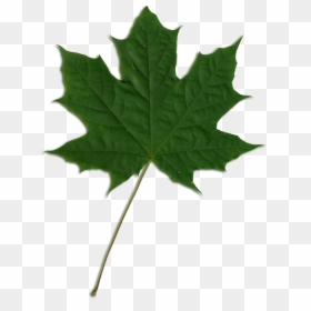 Free Vector Maple Leaf, HD Png Download - maple leaf png
