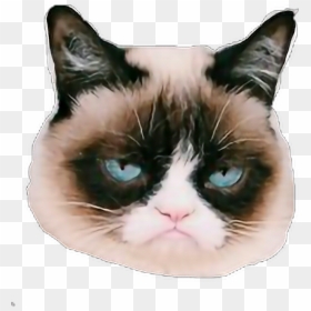 Grumpy Cat, HD Png Download - grumpy cat png