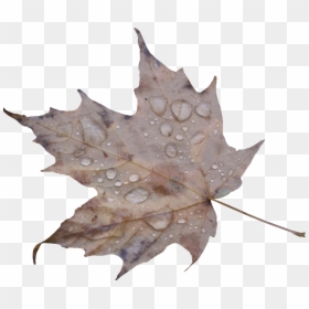 Maple Leaf, HD Png Download - water droplets png
