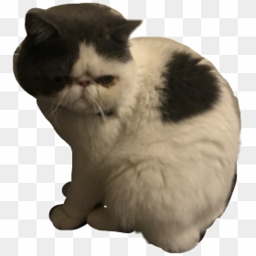 Asian, HD Png Download - grumpy cat png