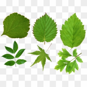 Листья Зелёные, HD Png Download - maple leaf png
