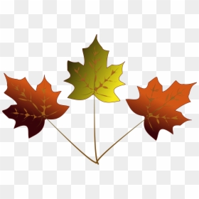 3 Maple Leafs Drawing, HD Png Download - maple leaf png