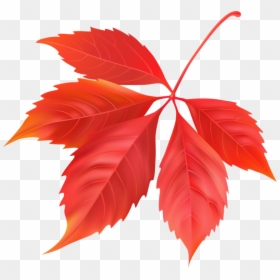 Maple Leaf, HD Png Download - maple leaf png