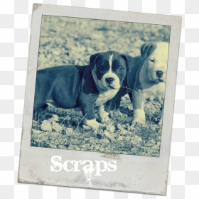 Cute Pit Bull Puppy, HD Png Download - pitbull png