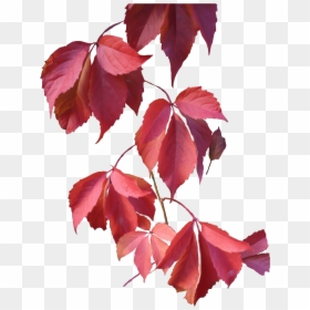 Autumn Leaves Png Pink, Transparent Png - maple leaf png