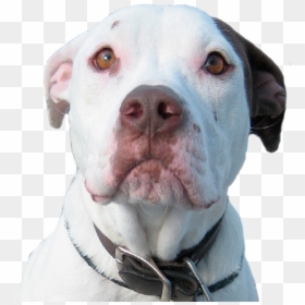 Pitbull Dog Transparent, HD Png Download - pitbull png