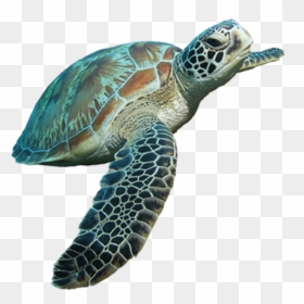 Green Sea Turtle Transparent, HD Png Download - sea turtle png
