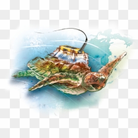 Illustration, HD Png Download - sea turtle png