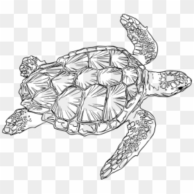 Sea Turtle Line Art, HD Png Download - sea turtle png