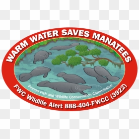Manatee, HD Png Download - sea turtle png