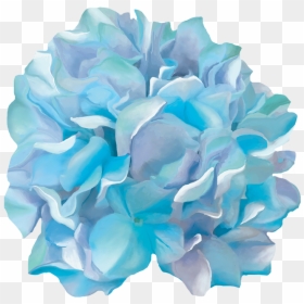Hydrangea Watercolor, HD Png Download - water color png