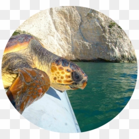 Marine Biology, HD Png Download - sea turtle png