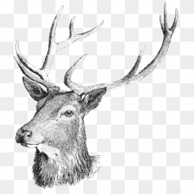 Deer Head Silhouette Png -white Tailed Deer Moose - Deer Drawings On Paper, Transparent Png - white tailed deer png