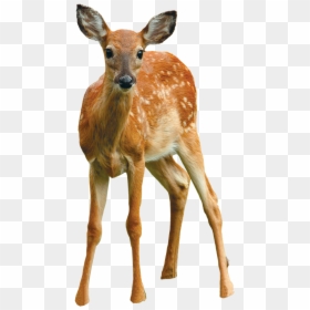 Clip Art Say Cheese September Cooperative - White-tailed Deer, HD Png Download - white tailed deer png