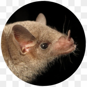 Photo Courtesy Of Bat Conservation International - Rat, HD Png Download - big nose png