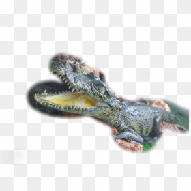 #baby - Macro Photography, HD Png Download - baby alligator png