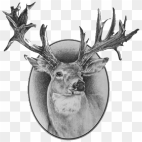 Antler, HD Png Download - white tailed deer png
