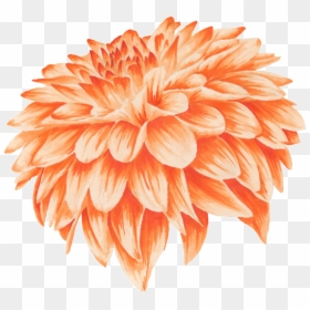 Orange Flower Petal - Portable Network Graphics, HD Png Download - yellow flower crown png