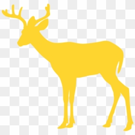 Reindeer, HD Png Download - white tailed deer png