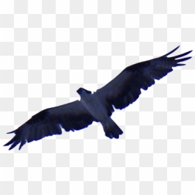 Sacred Sevens Anthony Barr - Buzzard, HD Png Download - mexico eagle png
