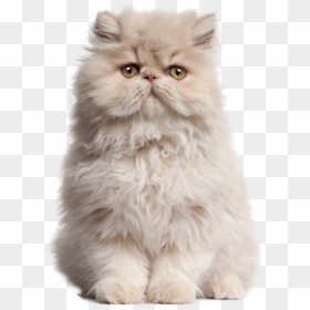Flat Doll Face Persian, HD Png Download - persian cat png
