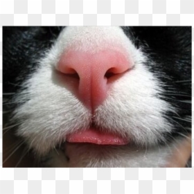 #cute #animal #nose #cat #catnose #freetoedit - Cat Nose Close Up, HD Png Download - animal nose png