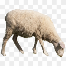 Sheep Png Transparent, Png Download - animal nose png