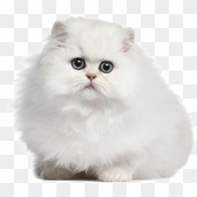 Clip Art Persian White Cat - 坡 絲 貓, HD Png Download - persian cat png