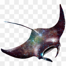 Manta Ray Png - Giant Oceanic Manta Ray Cute, Transparent Png - manta ray png